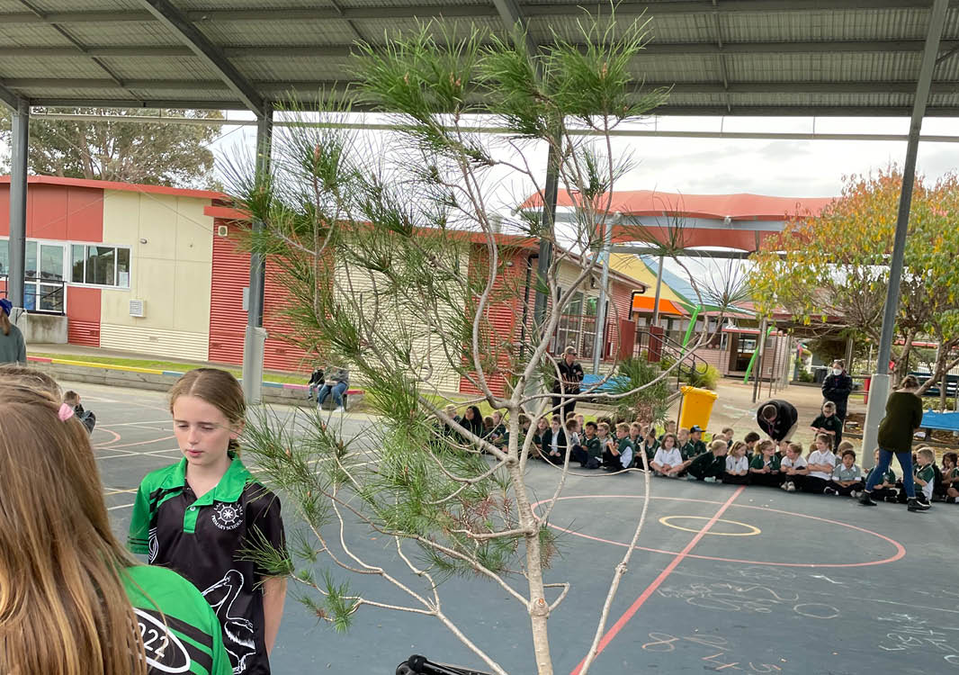 Lakes Entrance Primary School - 100 Lone Pines