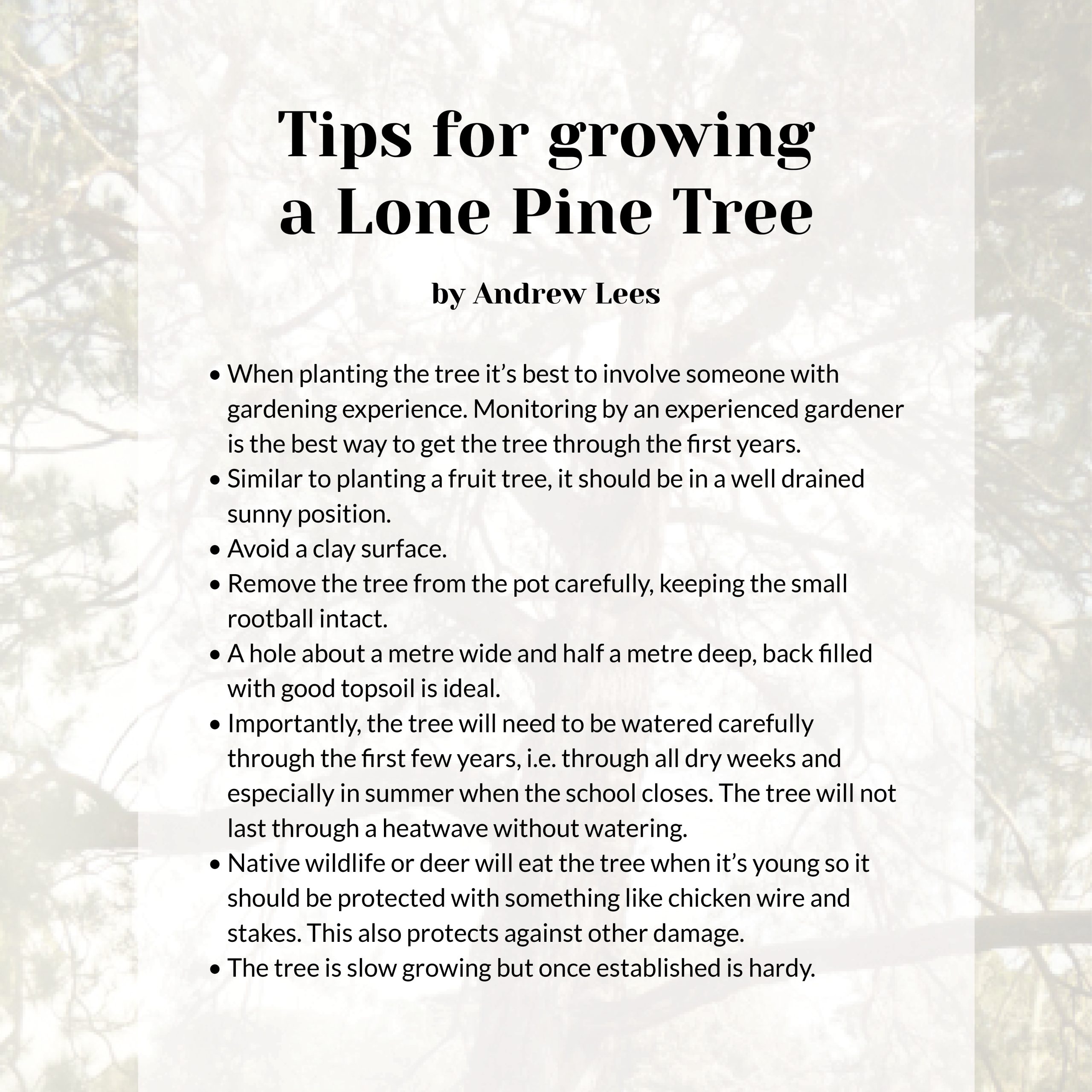 Growing Tips Lone Pine Tree